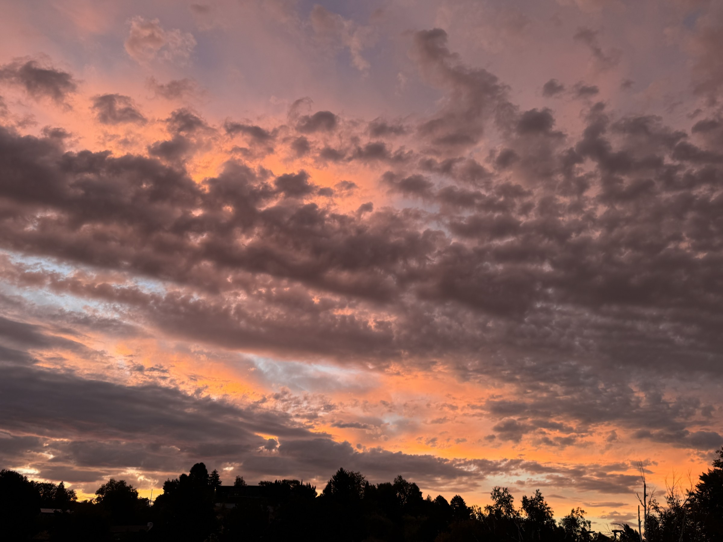 Sunset sky over the trees in Boise