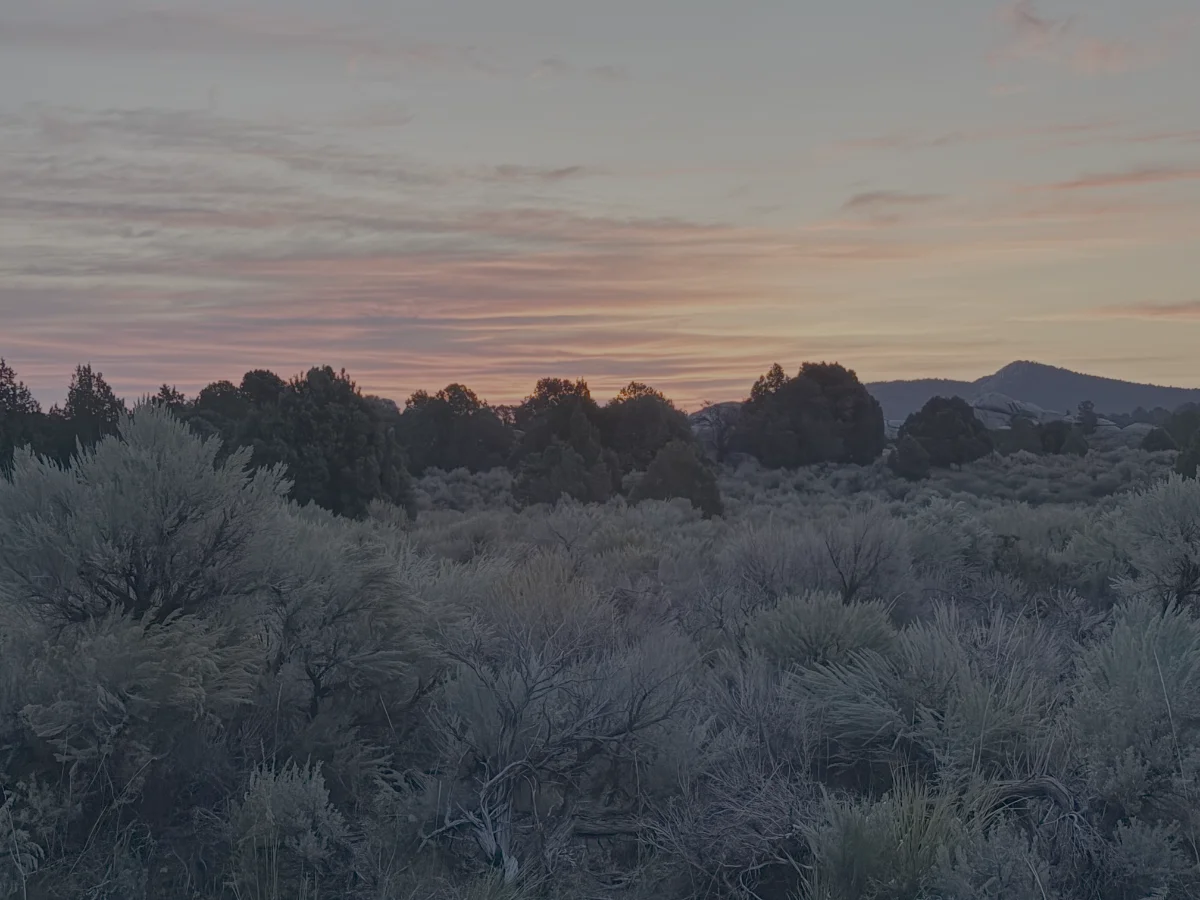 Soft morning light filtering through trees